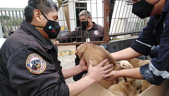 Seis cachorros abandonados en las calles de Surco son rescatados por la Brigada Canina