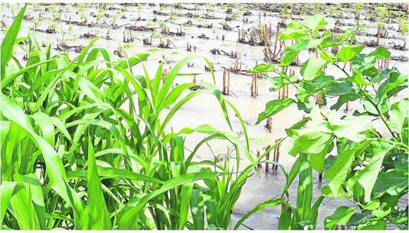 Junín pierde más de 860 mil soles en agricultura por lluvias 