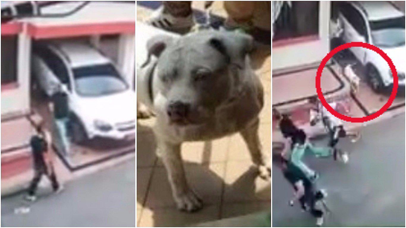 ​YouTube: pitbull "héroe" enfrenta a delincuentes y frustra robo en casa de dueños (VIDEO)