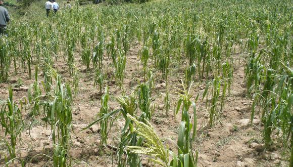 Lluvia y granizo destruye 78 Ha de cultivos de papa y otros productos 