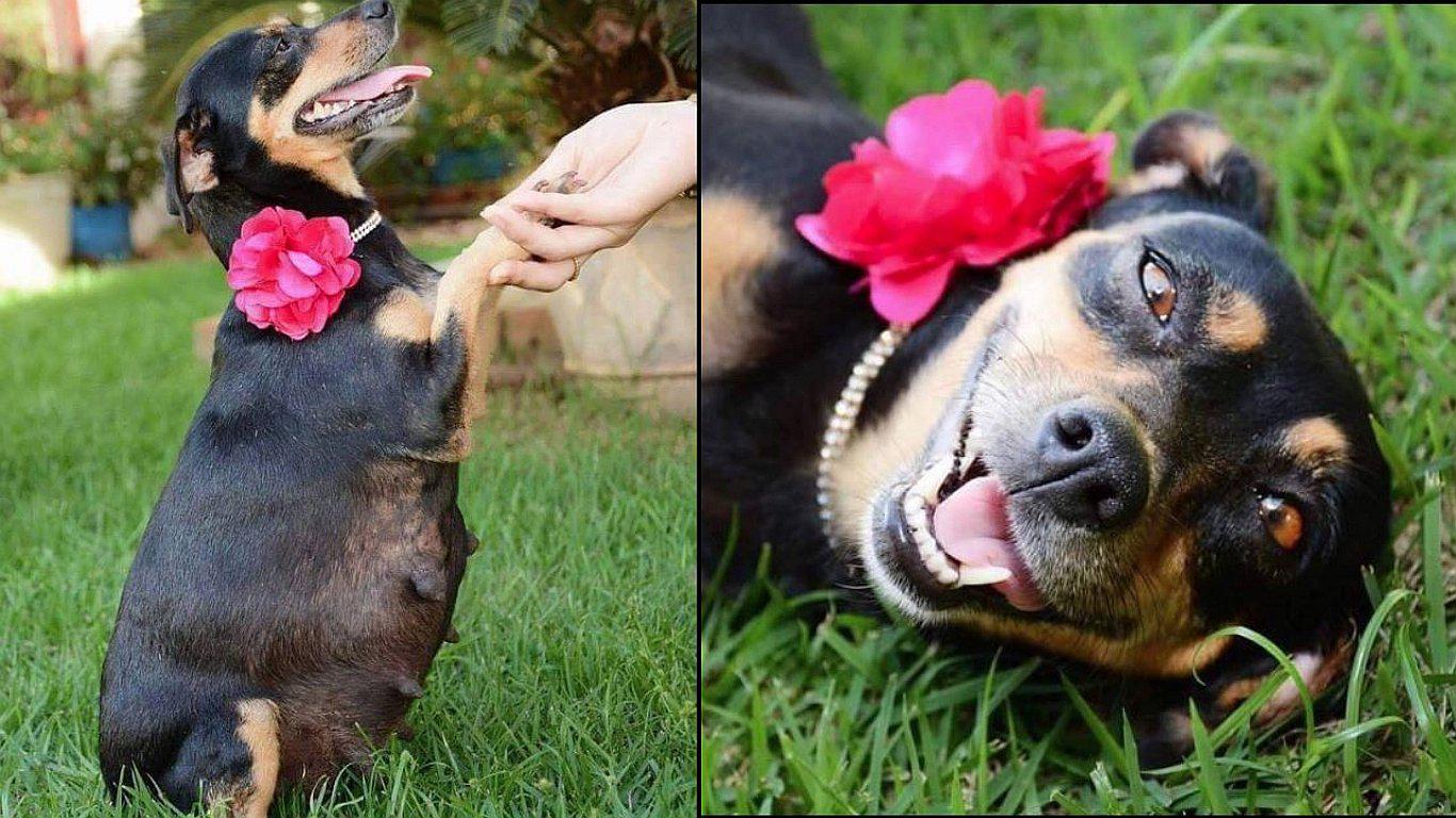 Sesión de fotos a perrita embarazada enternece a usuarios de Facebook (FOTOS)