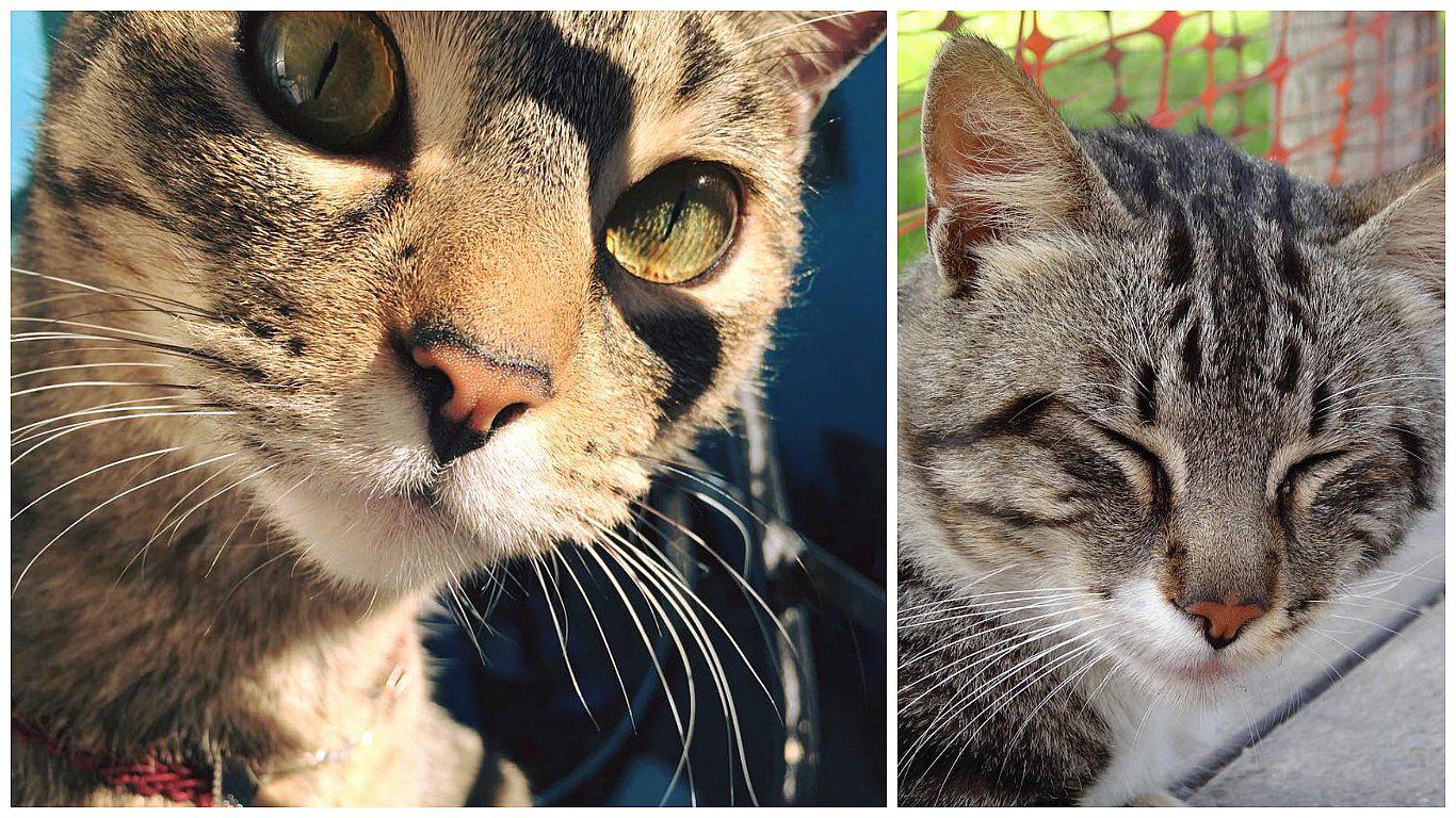 Facebook: falleció querida mascota de la UNMSM y entristeció a miles (FOTOS)