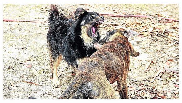 Más de 55 mil casos de mordedura de perro al año en Perú