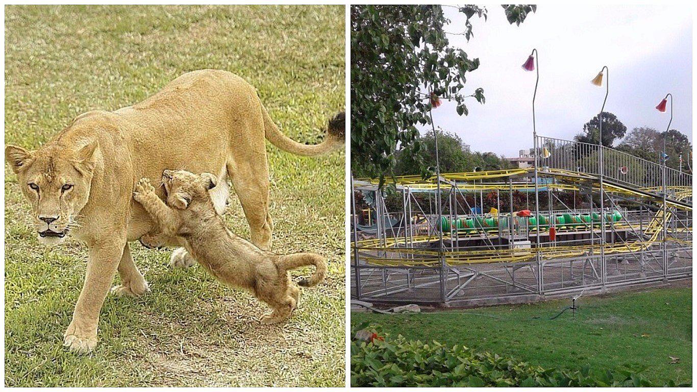 ​Parque de las Leyendas: advierten que instalación de juegos mecánicos sería nocivo para los animales 