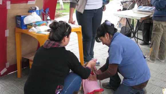 Preparan vacunación canina en Moquegua