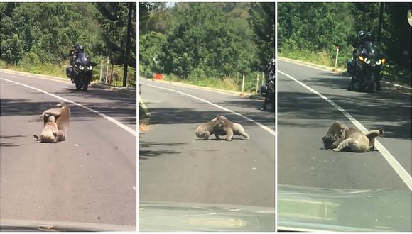 Pelea entre dos koalas en plena carretera paralizó el tránsito (VIDEO)