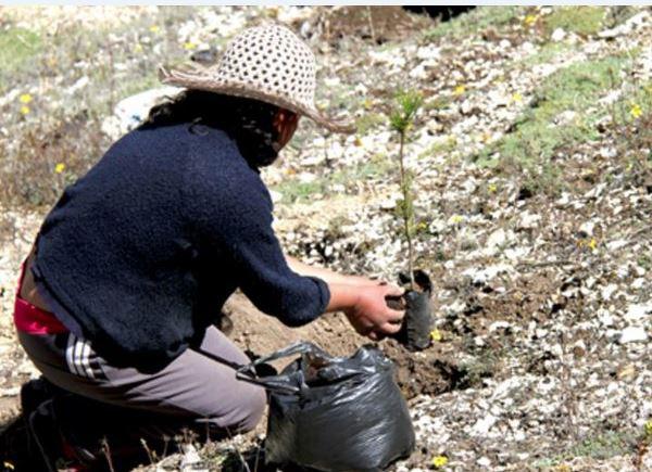 Puno: Plantarán 280 mil arbolitos en diferentes distritos de la región