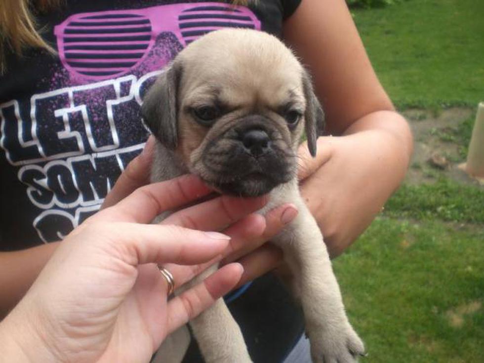 Conoce las adorables nuevas razas de perros