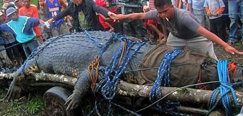 Tailandia: Cocodrilo se cuela en el parlamento