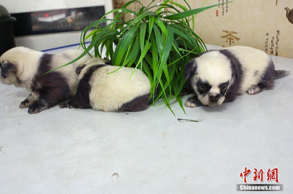 Nacen perritos-panda en China (FOTOS)
