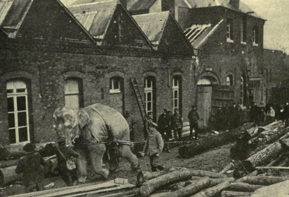Así eran usados los animales en la Primera Guerra Mundial (FOTOS)