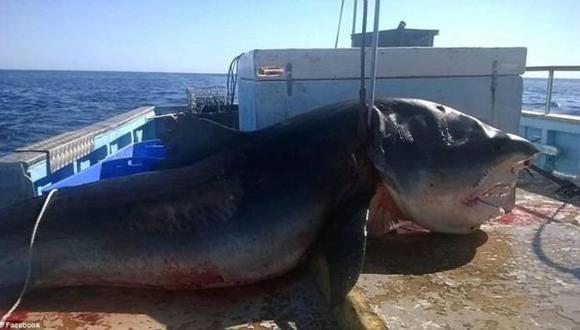 Facebook: Tiburón de 6 metros sorprendió a surfistas en playa 