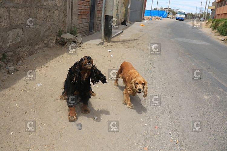 Suben a 4 los casos de rabia canina en Arequipa