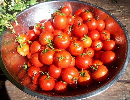 Tomates orgánicos son más pequeños, sabrosos y nutritivos, según estudio