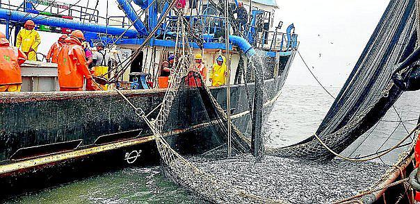 Puerto de Chimbote lidera en descarga de anchoveta