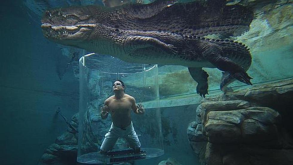 ¿Bucear con un cocodrilo? Una experiencia posible en Australia (FOTOS)