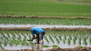 Piura sembrará hasta 8,000 hectáreas menos de arroz por demora en compra de fertilizantes