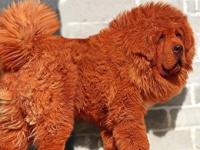 Mastín Tibetano Rojo es el perro más caro del mundo
