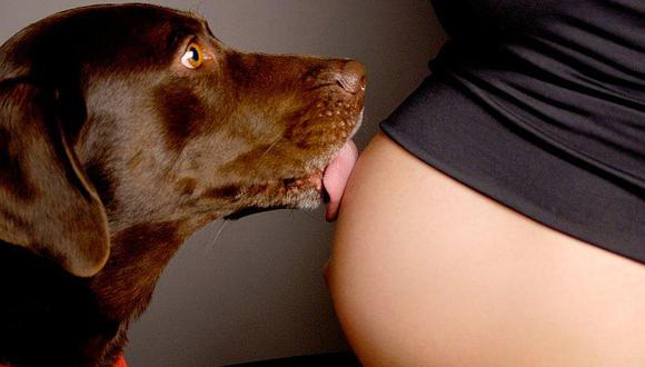 ¿Cómo entrenar a un perro para la llegada de tu bebé?
