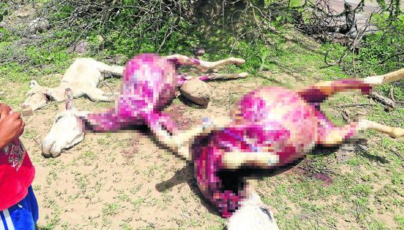 Desconocidos matan burros para robar su piel en Huancavelica