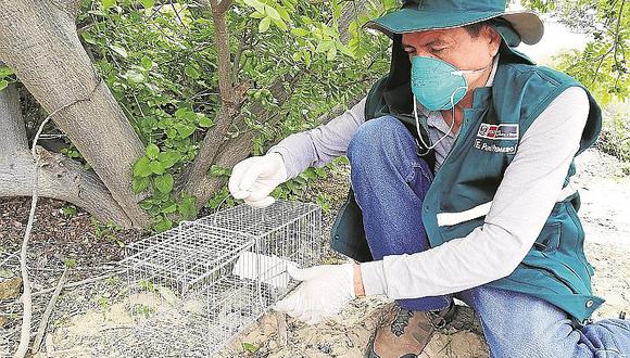 Colocan trampas para medir incidencia de plaga de roedores