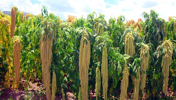 Ayacucho: presentan nuevas variedades de quinua y kiwicha para hacer frente a la pandemia (Foto: Midagri)