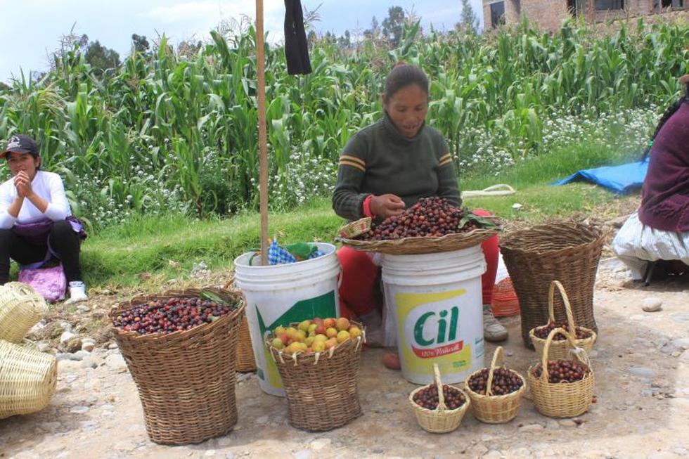 La guinda en su máximo esplendor en festival de Huamancaca Chico 