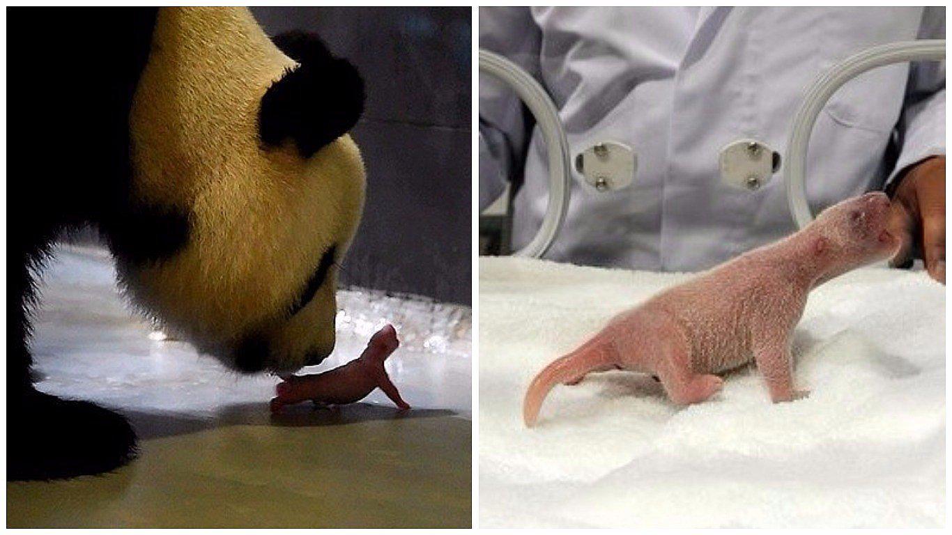 Japón: nace panda gigante por primera vez tras cinco años en zoológico (FOTOS) 