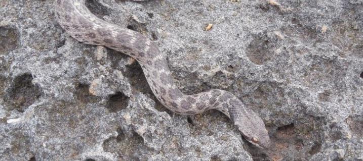 México: Especie extinta de serpiente fue redescubierta 