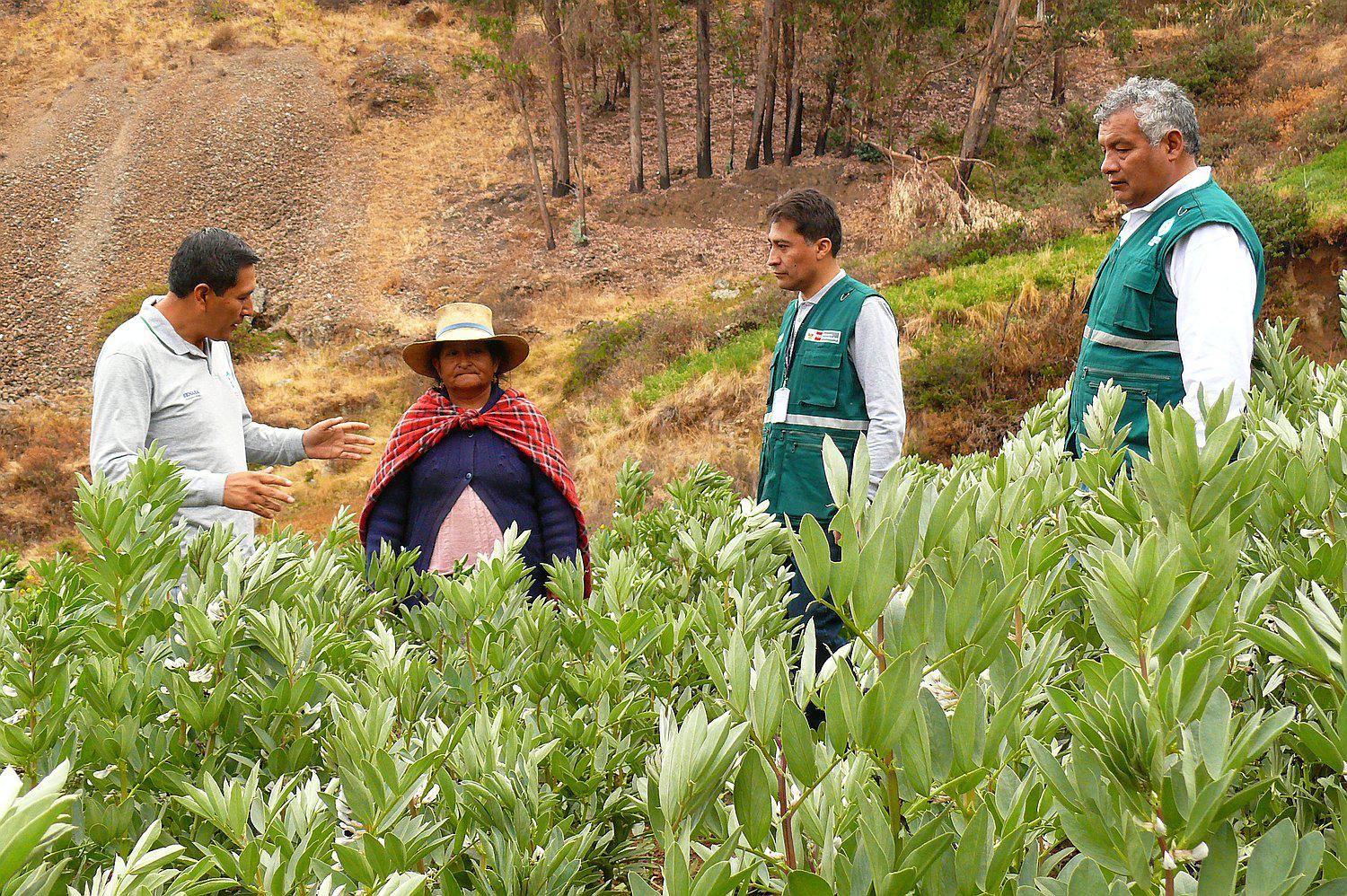Realizan evaluaciones sanitarias para detectar plagas en  cultivos de palta, naranja, papa y haba
