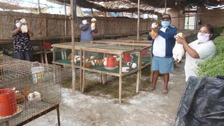 Chincha: Criadores de cuyes se quedan sin recursos para alimentar a sus animales