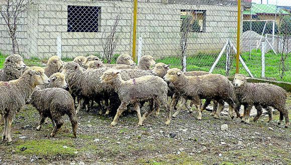 Alerta: Roban 48 ovinos que no son aptos para el consumo humano