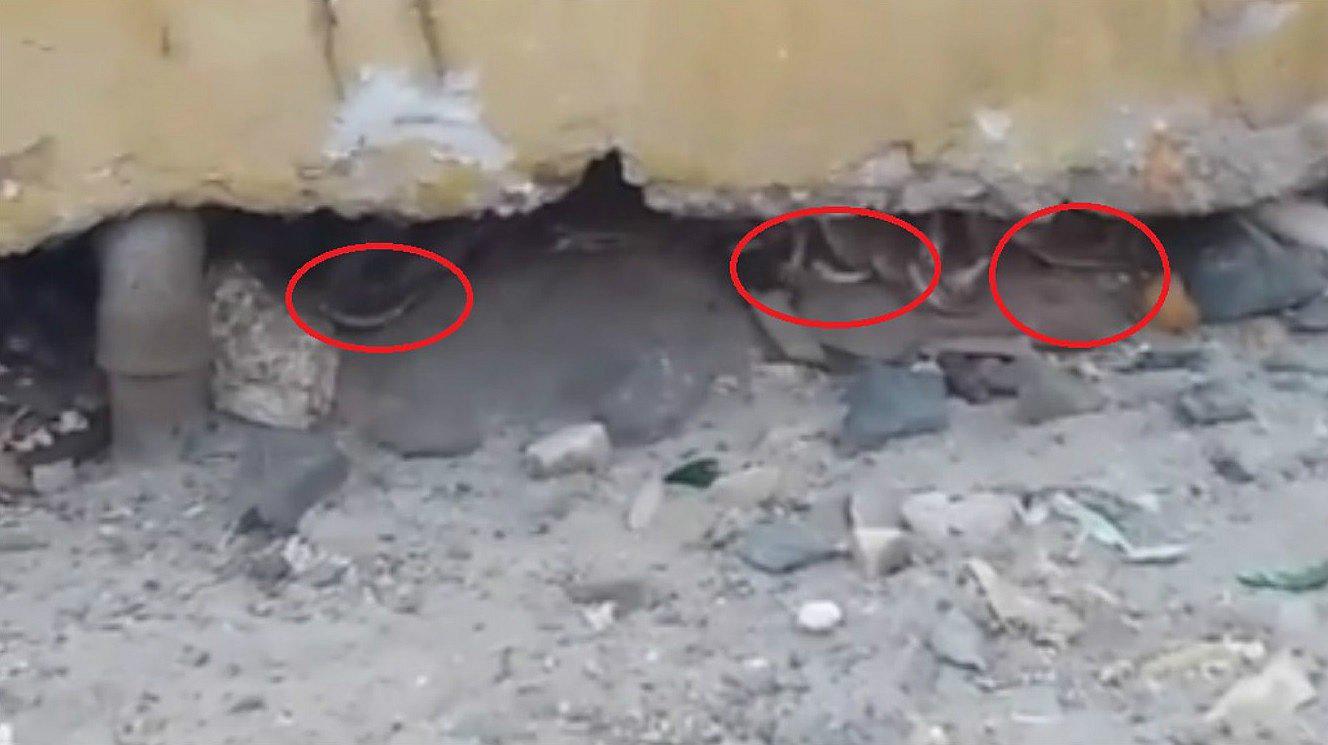 Nuevo Chimbote: Madriguera de ratas causa alarma en pueblo joven Villa María (VIDEO) 