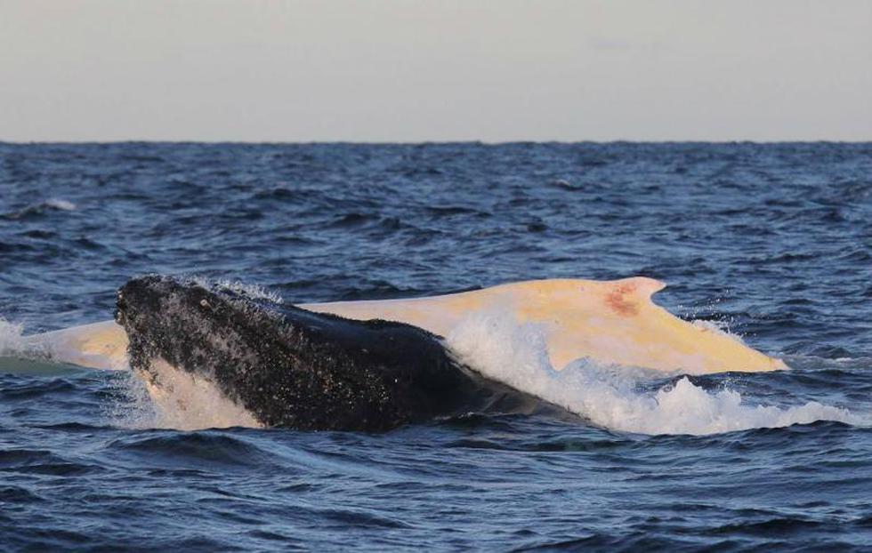 Australia: Avistan un raro ejemplar de ballena blanca (FOTOS)