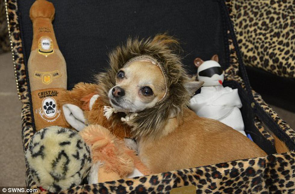 Lujuria canina: Venden cama de lujo para perros con cristales de Swarovski