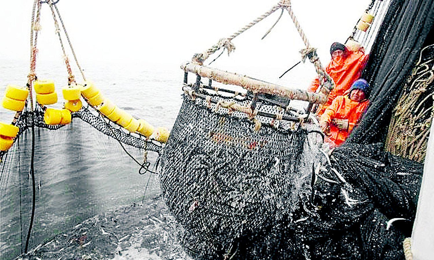 Pesca de anchoveta registra 94% de avance y estiman que en 15 días culmine temporada