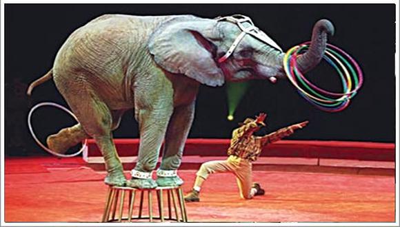 Colombia prohibirá el uso de animales en los circos