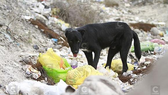 Rabia canina afecta la imagen de Arequipa