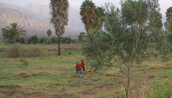 Arequipa: 20% de agricultores abandonan sus tierras por estos motivos
