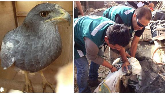Capturan águila que perseguía a niños para quitarles comida 