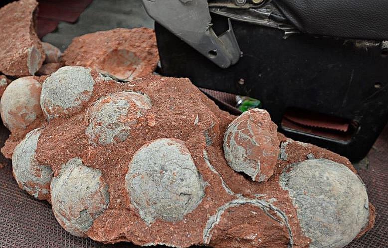 Un niño encontró huevos de dinosaurios de 64 millones de años de antigüedad (VIDEO)