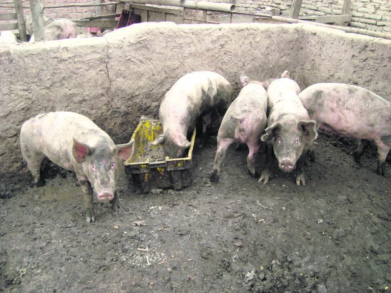Ordenan cierre de criadero de cerdos