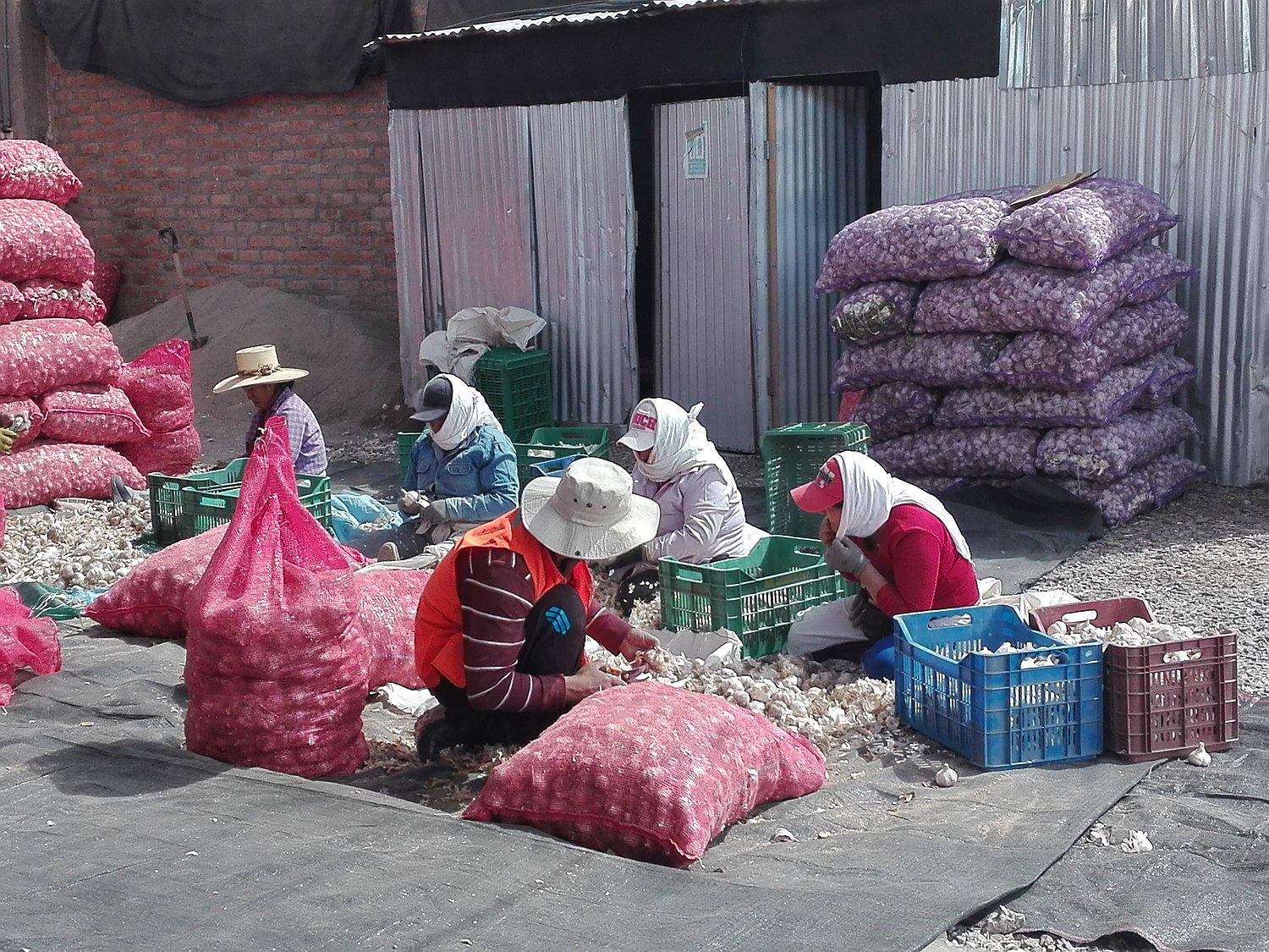 La sobreproducción de ajo en China generó la caída de precios en Perú