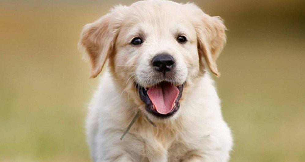 ¿Cómo reducir el estrés en los perros?