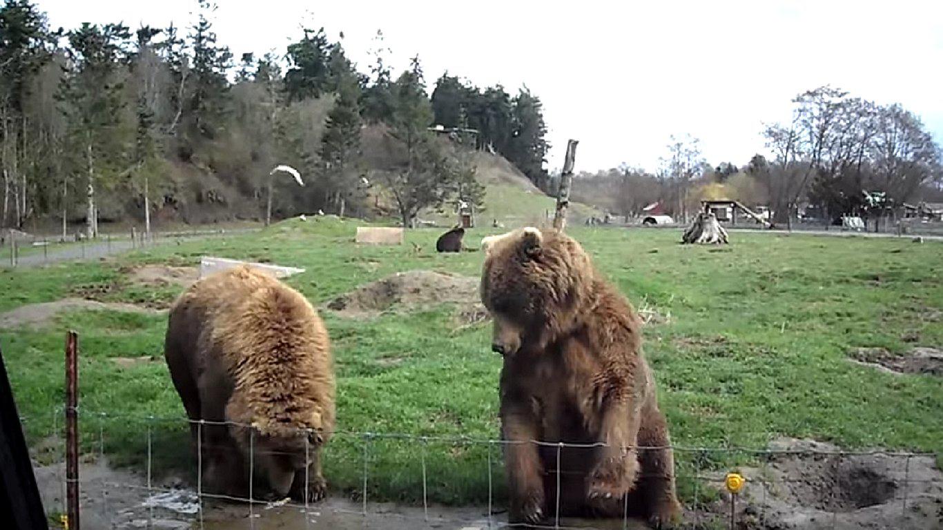 YouTube: El gesto de un oso grizzly que te sorprenderá (VIDEO)