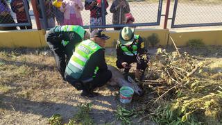 Arequipa: Policía Ecológica rescata a una taruca atrapada en un parque de Cerro Colorado