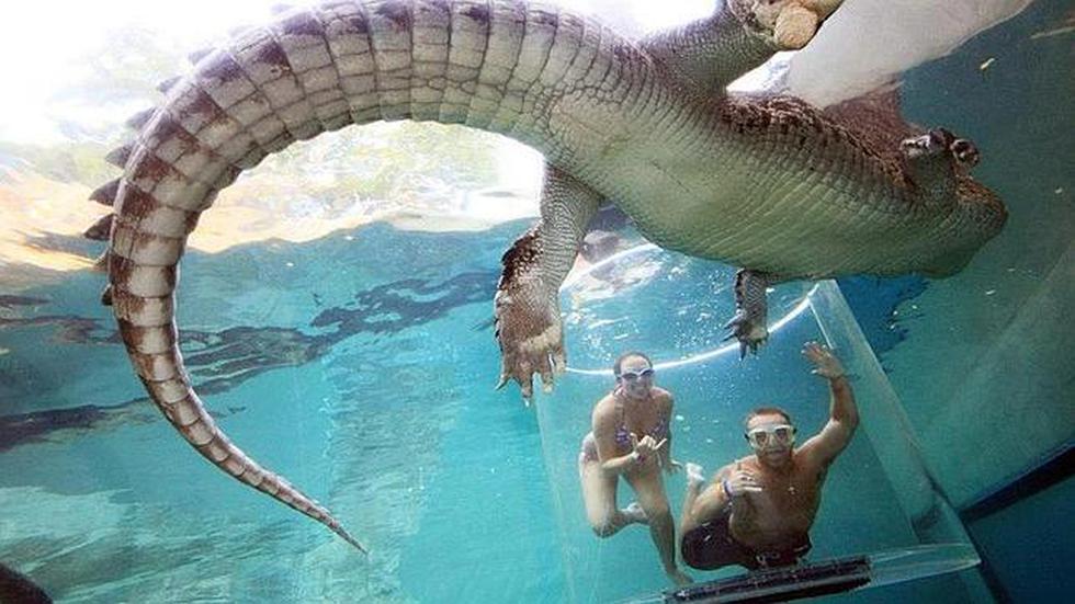 ¿Bucear con un cocodrilo? Una experiencia posible en Australia (FOTOS)