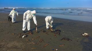 Áncash: Entierran 498 aves marinas que aparecieron muertas en playa de Casma