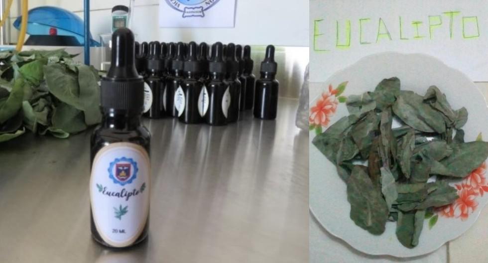 Universidad de Piura producirá frascos con extracto de eucalipto para aliviar síntomas de COVID-19. (Foto: UNP)