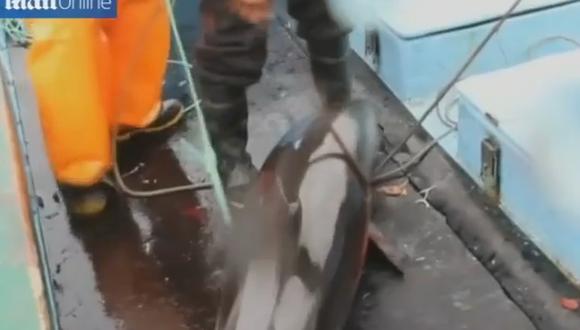 Pescadores peruanos matan delfines para usarlos como cebo